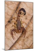 Scorpion, Yasuni NP, Amazon Rainforest, Ecuador, South America-Pete Oxford-Mounted Photographic Print