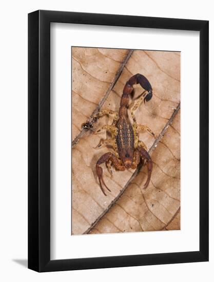 Scorpion, Yasuni NP, Amazon Rainforest, Ecuador, South America-Pete Oxford-Framed Photographic Print