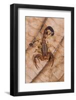 Scorpion, Yasuni NP, Amazon Rainforest, Ecuador, South America-Pete Oxford-Framed Photographic Print