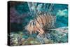 Scorpionfish (Common Lionfish) (Pterois Miles), Southern Thailand, Andaman Sea, Indian Ocean, Asia-Andrew Stewart-Stretched Canvas