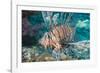 Scorpionfish (Common Lionfish) (Pterois Miles), Southern Thailand, Andaman Sea, Indian Ocean, Asia-Andrew Stewart-Framed Photographic Print