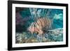 Scorpionfish (Common Lionfish) (Pterois Miles), Southern Thailand, Andaman Sea, Indian Ocean, Asia-Andrew Stewart-Framed Photographic Print