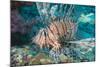 Scorpionfish (Common Lionfish) (Pterois Miles), Southern Thailand, Andaman Sea, Indian Ocean, Asia-Andrew Stewart-Mounted Photographic Print