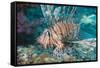 Scorpionfish (Common Lionfish) (Pterois Miles), Southern Thailand, Andaman Sea, Indian Ocean, Asia-Andrew Stewart-Framed Stretched Canvas