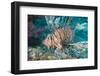 Scorpionfish (Common Lionfish) (Pterois Miles), Southern Thailand, Andaman Sea, Indian Ocean, Asia-Andrew Stewart-Framed Photographic Print