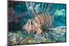 Scorpionfish (Common Lionfish) (Pterois Miles), Southern Thailand, Andaman Sea, Indian Ocean, Asia-Andrew Stewart-Mounted Photographic Print