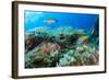 Scorpionfish (Scorpaena Maderensis) Watching Turkish Wrasse (Thalassoma Pavo) Azores, Portugal-Lundgren-Framed Photographic Print