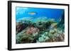 Scorpionfish (Scorpaena Maderensis) Watching Turkish Wrasse (Thalassoma Pavo) Azores, Portugal-Lundgren-Framed Photographic Print