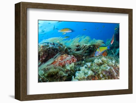 Scorpionfish (Scorpaena Maderensis) Watching Turkish Wrasse (Thalassoma Pavo) Azores, Portugal-Lundgren-Framed Photographic Print