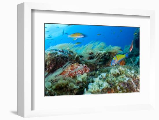 Scorpionfish (Scorpaena Maderensis) Watching Turkish Wrasse (Thalassoma Pavo) Azores, Portugal-Lundgren-Framed Photographic Print