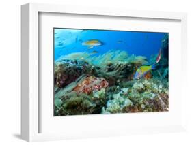 Scorpionfish (Scorpaena Maderensis) Watching Turkish Wrasse (Thalassoma Pavo) Azores, Portugal-Lundgren-Framed Photographic Print