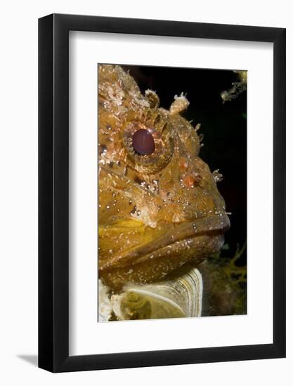 Scorpionfish (Scorpaena Porcus) Lying on the Artificial Reef, Larvotto Marine Reserve, Monaco-Banfi-Framed Photographic Print