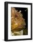 Scorpionfish (Scorpaena Porcus) Lying on the Artificial Reef, Larvotto Marine Reserve, Monaco-Banfi-Framed Photographic Print