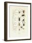 Scorpions, 1833-39-null-Framed Giclee Print