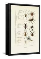 Scorpions, 1833-39-null-Framed Stretched Canvas