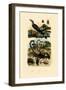 Scorpions, 1833-39-null-Framed Giclee Print