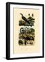 Scorpions, 1833-39-null-Framed Giclee Print