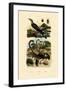 Scorpions, 1833-39-null-Framed Giclee Print