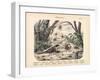 Scorpions and Spiders, C.1860-null-Framed Giclee Print