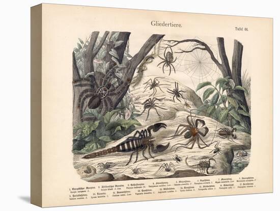 Scorpions and Spiders, C.1860-null-Stretched Canvas