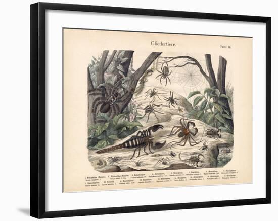 Scorpions and Spiders, C.1860-null-Framed Giclee Print