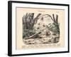 Scorpions and Spiders, C.1860-null-Framed Giclee Print