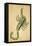 Scorpius Constellation, Zodiac Sign, 1825-Science Source-Framed Stretched Canvas