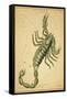 Scorpius Constellation, Zodiac Sign, 1825-Science Source-Framed Stretched Canvas