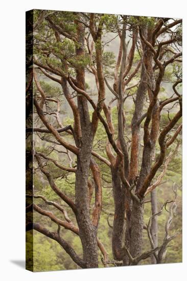 Scot's Pine Tree (Pinus Sylvestris) in Natural Woodland, Beinn Eighe Nnr, Highlands, Nw Scotland-Mark Hamblin-Stretched Canvas