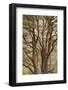 Scot's Pine Tree (Pinus Sylvestris) in Natural Woodland, Beinn Eighe Nnr, Highlands, Nw Scotland-Mark Hamblin-Framed Photographic Print