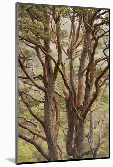 Scot's Pine Tree (Pinus Sylvestris) in Natural Woodland, Beinn Eighe Nnr, Highlands, Nw Scotland-Mark Hamblin-Mounted Photographic Print