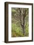 Scot's Pine Tree (Pinus Sylvestris) in Natural Woodland, Beinn Eighe Nnr, Highlands, Nw Scotland-Mark Hamblin-Framed Photographic Print