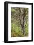 Scot's Pine Tree (Pinus Sylvestris) in Natural Woodland, Beinn Eighe Nnr, Highlands, Nw Scotland-Mark Hamblin-Framed Photographic Print