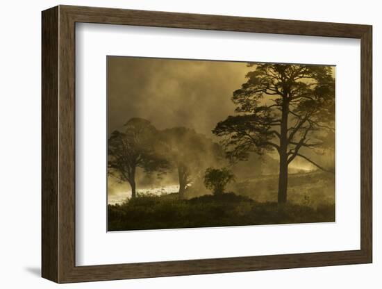 Scot's Pine Trees (Pinus Sylvestris) in Mist at Sunrise, Beinn Eighe Nnr, Torridon, Nw Scotland-Mark Hamblin-Framed Photographic Print
