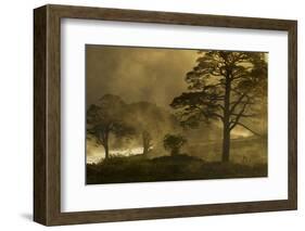 Scot's Pine Trees (Pinus Sylvestris) in Mist at Sunrise, Beinn Eighe Nnr, Torridon, Nw Scotland-Mark Hamblin-Framed Photographic Print