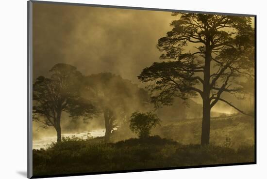 Scot's Pine Trees (Pinus Sylvestris) in Mist at Sunrise, Beinn Eighe Nnr, Torridon, Nw Scotland-Mark Hamblin-Mounted Photographic Print