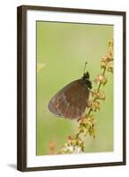 Scotch Argus (Erebia aethiops) adult, resting on dock, Pontic Mountains, Anatolia-Bob Gibbons-Framed Photographic Print