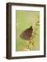 Scotch Argus (Erebia aethiops) adult, resting on dock, Pontic Mountains, Anatolia-Bob Gibbons-Framed Photographic Print