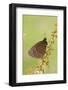 Scotch Argus (Erebia aethiops) adult, resting on dock, Pontic Mountains, Anatolia-Bob Gibbons-Framed Photographic Print