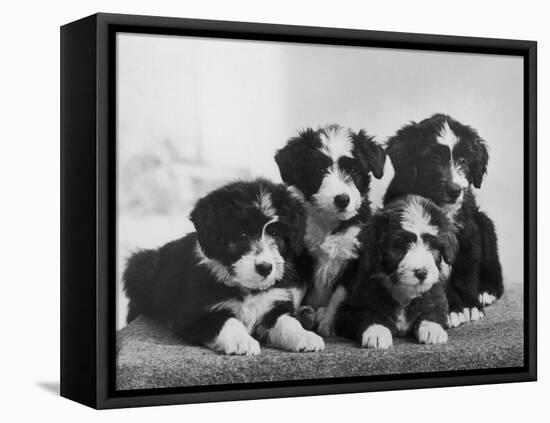 Scotch Bearded Collie Four Unidentified Puppies Owned by Willison-Thomas Fall-Framed Stretched Canvas