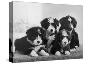 Scotch Bearded Collie Four Unidentified Puppies Owned by Willison-Thomas Fall-Stretched Canvas