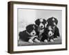 Scotch Bearded Collie Four Unidentified Puppies Owned by Willison-Thomas Fall-Framed Photographic Print