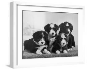 Scotch Bearded Collie Four Unidentified Puppies Owned by Willison-Thomas Fall-Framed Photographic Print