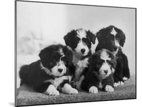 Scotch Bearded Collie Four Unidentified Puppies Owned by Willison-Thomas Fall-Mounted Photographic Print