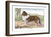 Scotch Collie-null-Framed Art Print