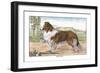 Scotch Collie-null-Framed Art Print