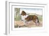 Scotch Collie-null-Framed Art Print