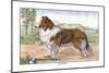 Scotch Collie-null-Mounted Art Print