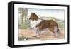 Scotch Collie-null-Framed Stretched Canvas