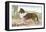 Scotch Collie-null-Framed Stretched Canvas